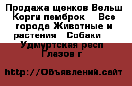 Продажа щенков Вельш Корги пемброк  - Все города Животные и растения » Собаки   . Удмуртская респ.,Глазов г.